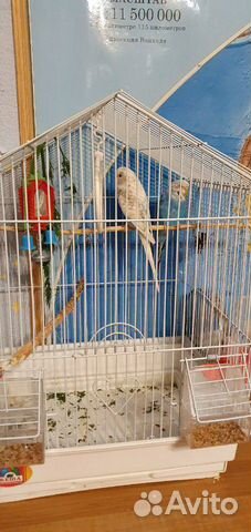 Попугаи с клеткой (мальчик Альбинос и девочка) купить на Зозу.ру - фотография № 4