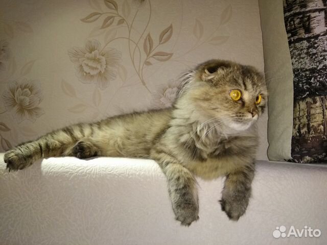 Кошка Шотландская вислоухая Кошка Шотландская вислоухая