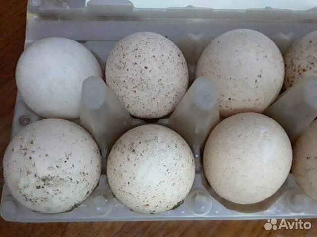 Инкубационное яйцо индейки,индоутки купить на Зозу.ру - фотография № 1