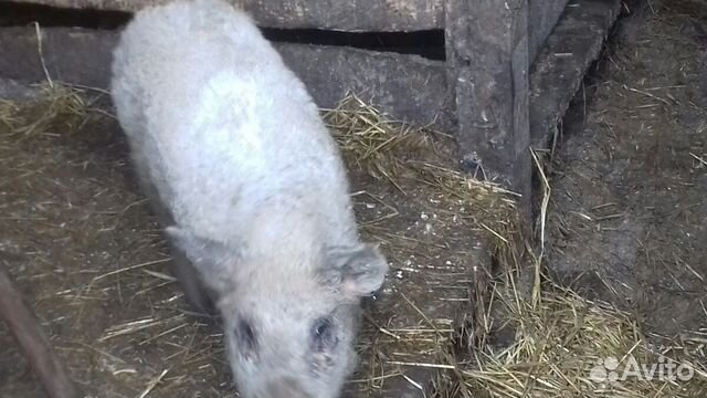 Продам свинью породы венгерская монгалица (кучиряв купить на Зозу.ру - фотография № 3