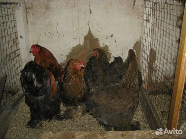 Цыплята, инкубационное яйцо купить на Зозу.ру - фотография № 8