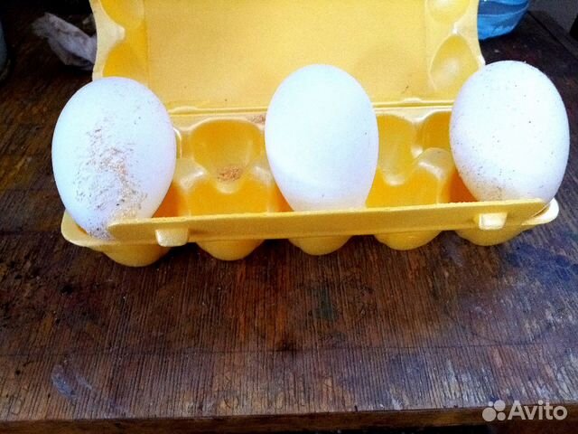 Яичница из гусиных яиц. Гусиные яйца для поделок вырезают. Поделки из гусиных яиц. Гусиные яйца для похудения отзывы. Купить гусиное яйцо на авито