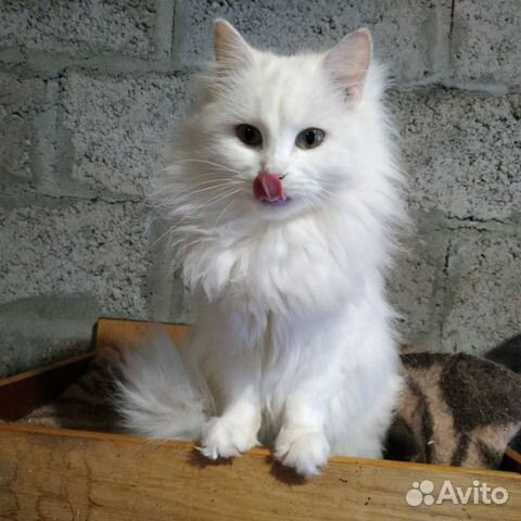 Стерилизованные коты и кошки купить на Зозу.ру - фотография № 1