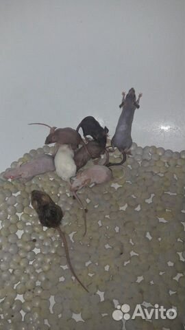 Домашние мышки купить на Зозу.ру - фотография № 1