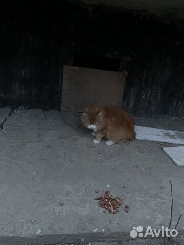 Потеряшка рыжий кот купить на Зозу.ру - фотография № 3