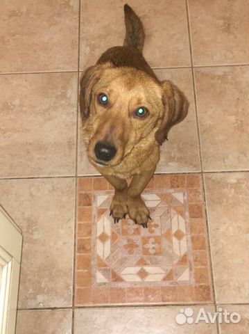 собака гоши полянского. собака гоша. песик гоша. приют супер собака. собака гоша.