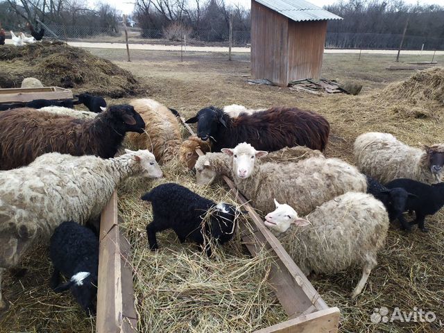 Овцы Ярки на завод на мясо купить на Зозу.ру - фотография № 6