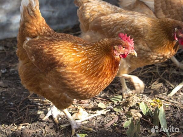 Цыплята самого продуктивного яичного кросса купить на Зозу.ру - фотография № 2