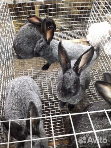 Кролики полтавское серебро купить на Зозу.ру - фотография № 3