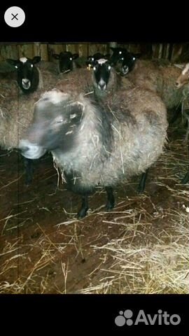 Чистопородные овцы романовской породы купить на Зозу.ру - фотография № 2