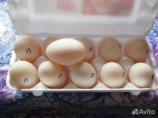 Яйца утка бегунок купить на Зозу.ру - фотография № 1
