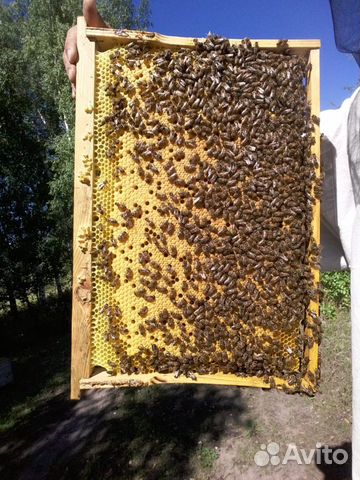 Пчелопакеты- пчелосемьи на сезон 2020 купить на Зозу.ру - фотография № 1