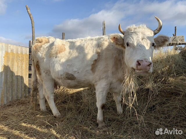 Продаю корову с телёнком+стельную тёлку купить на Зозу.ру - фотография № 4