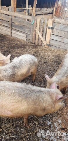 Продаются свиньи торг уместен 6-7 мес купить на Зозу.ру - фотография № 3