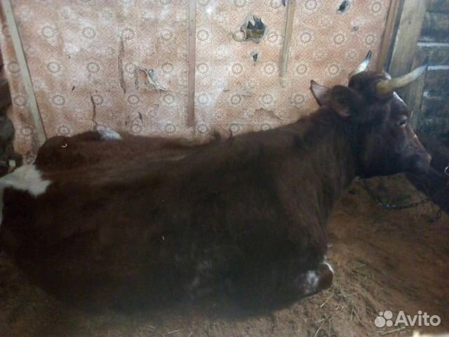 Корова, первотелка купить на Зозу.ру - фотография № 5