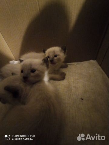 Котята сиамские купить на Зозу.ру - фотография № 3
