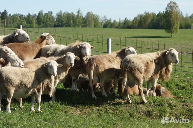 Овцы катумской породы купить на Зозу.ру - фотография № 1