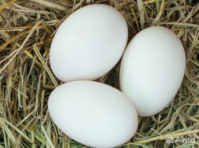Инкубационное яйцо гуся,индоутка купить на Зозу.ру - фотография № 1