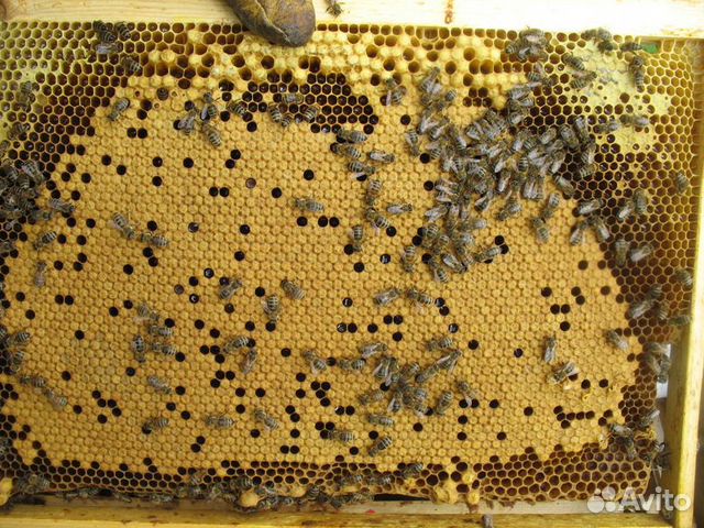Пчёлы (зимовалые пчелосемьи), Всеволожский р-н купить на Зозу.ру - фотография № 3