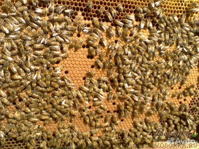 Пчелы, Пчелосемьи купить на Зозу.ру - фотография № 1