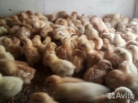 Продаю цыплят несушки красной,породы "Ломан Браун" купить на Зозу.ру - фотография № 2