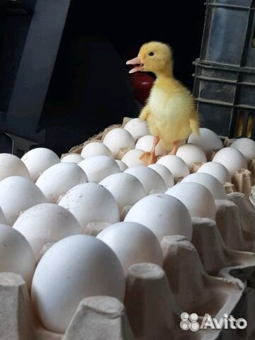 Яйца yтиные инкубационныe купить на Зозу.ру - фотография № 1