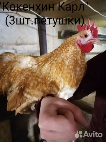 Курицы купить на Зозу.ру - фотография № 2