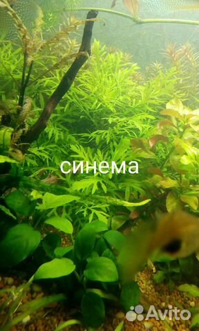 Набор аквариумных растений купить на Зозу.ру - фотография № 2