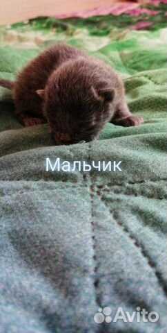 Три котёнка ищут домбесплатно купить на Зозу.ру - фотография № 3