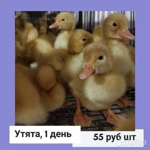 Цыплята и утята, бройлеры купить на Зозу.ру - фотография № 7
