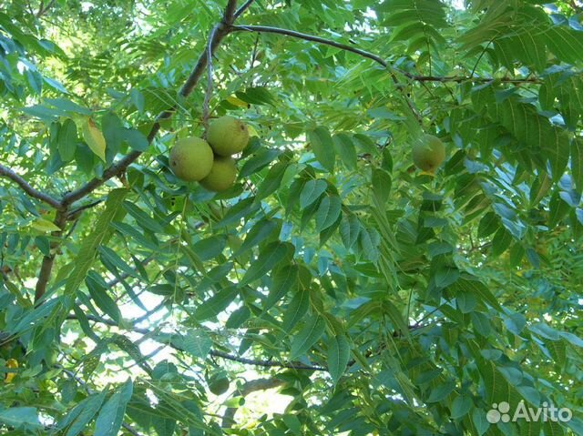 Саженцы Ореха черного (Juglans nigra)