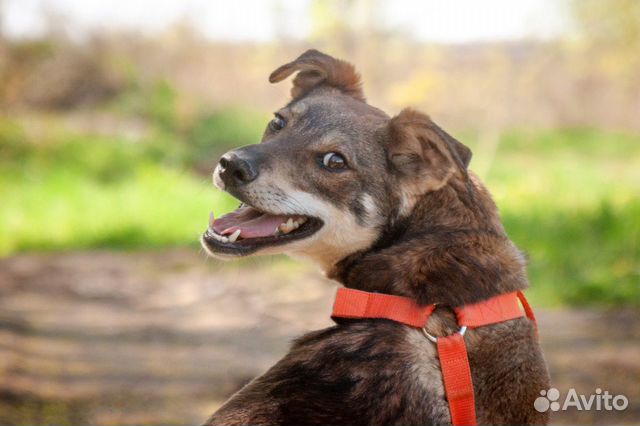 Пёс Мотя в добрые руки