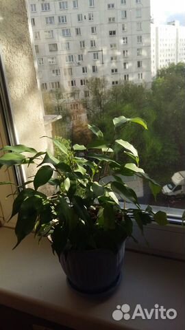 Фикус Фикус