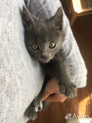 Кошка