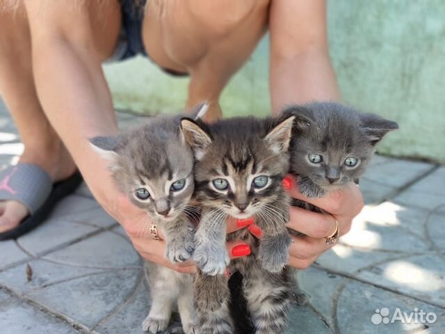 Котята 1,5 месяца) две девочки и один мальчик Котята 1,5 месяца) две девочки и один мальчик