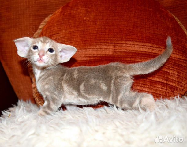 Ориентальные котята