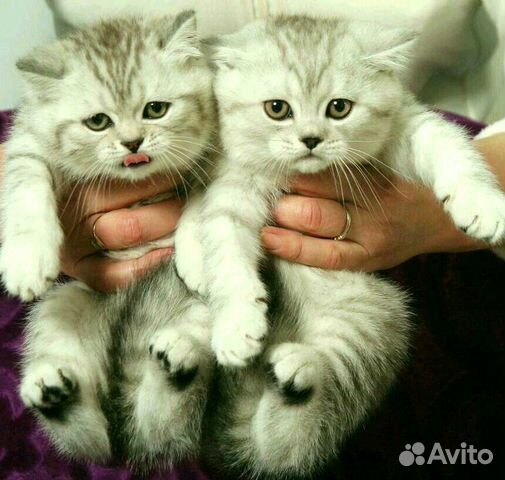 Шотландские котята Шиншиллы, золото и серебро Шотландские котята Шиншиллы, золото и серебро