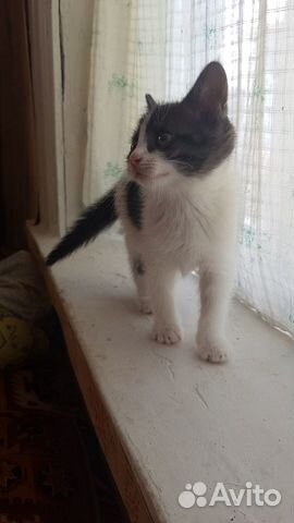 Котята в добрые руки Котята в добрые руки