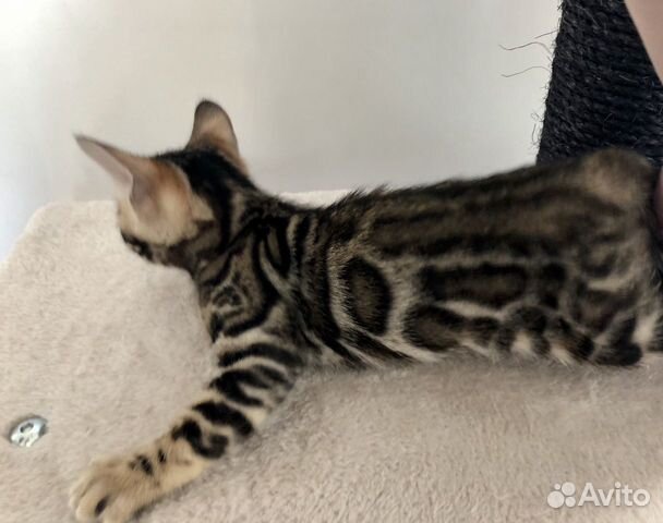 Бенгальский котёнок (девочка) Бенгальский котёнок (девочка)