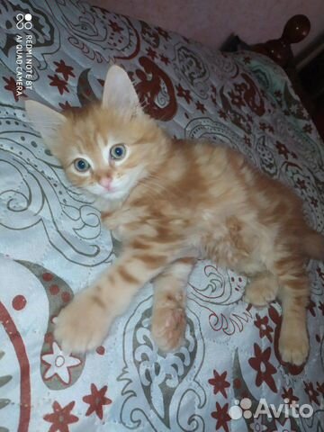Котенок 2 месяца Котенок 2 месяца