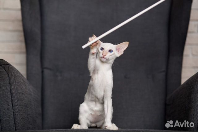 Ориентальный котенок