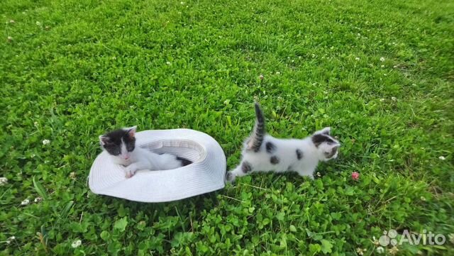 Девочки котята в добрые руки