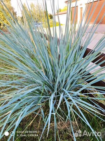 Декоративный злак(овсец)большой куст