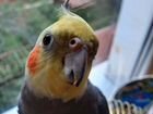 Ручной говорящий попугай корелла