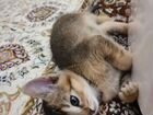 Котенок девочка 1.5 месяца