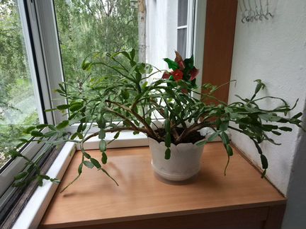 Шлюмбергера