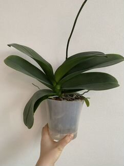 Орхидея Фаленопсис Пират Пикоти