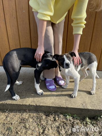 Самые лучшие собаки