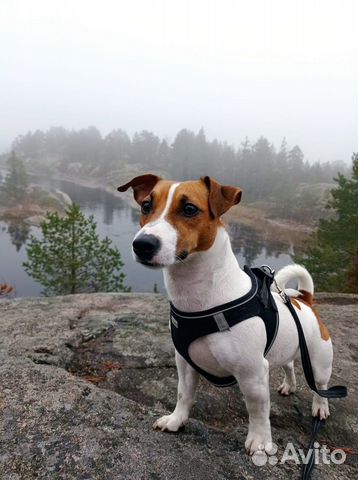 Вязка джек рассел терьер