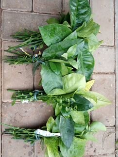 Саженцы и черенки цитрусов около 200 сортов